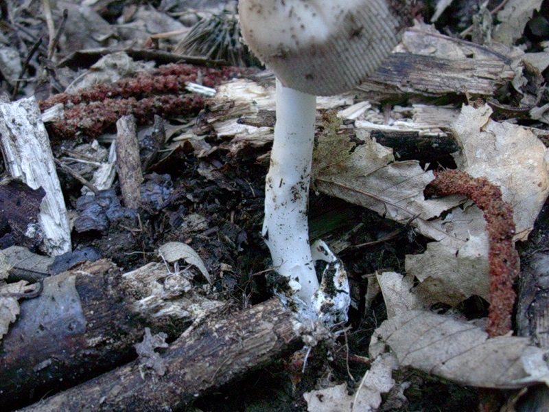 452 Settembre vecchio ritrovamento